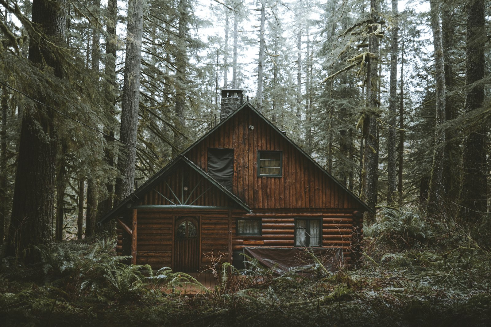 Modernes Holzhaus zwischen hohen Fichten am Waldsee